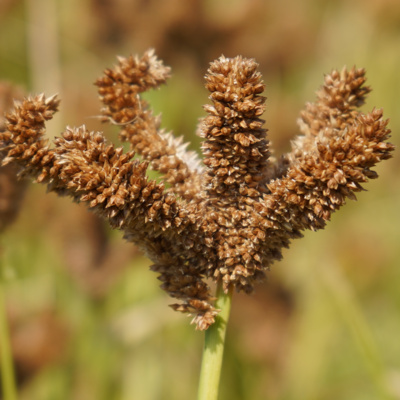 Women and the future of Millets